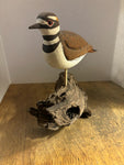 Grunewald Wood Sculptures - Killdeer